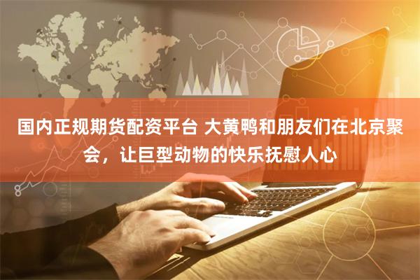 国内正规期货配资平台 大黄鸭和朋友们在北京聚会，让巨型动物的快乐抚慰人心